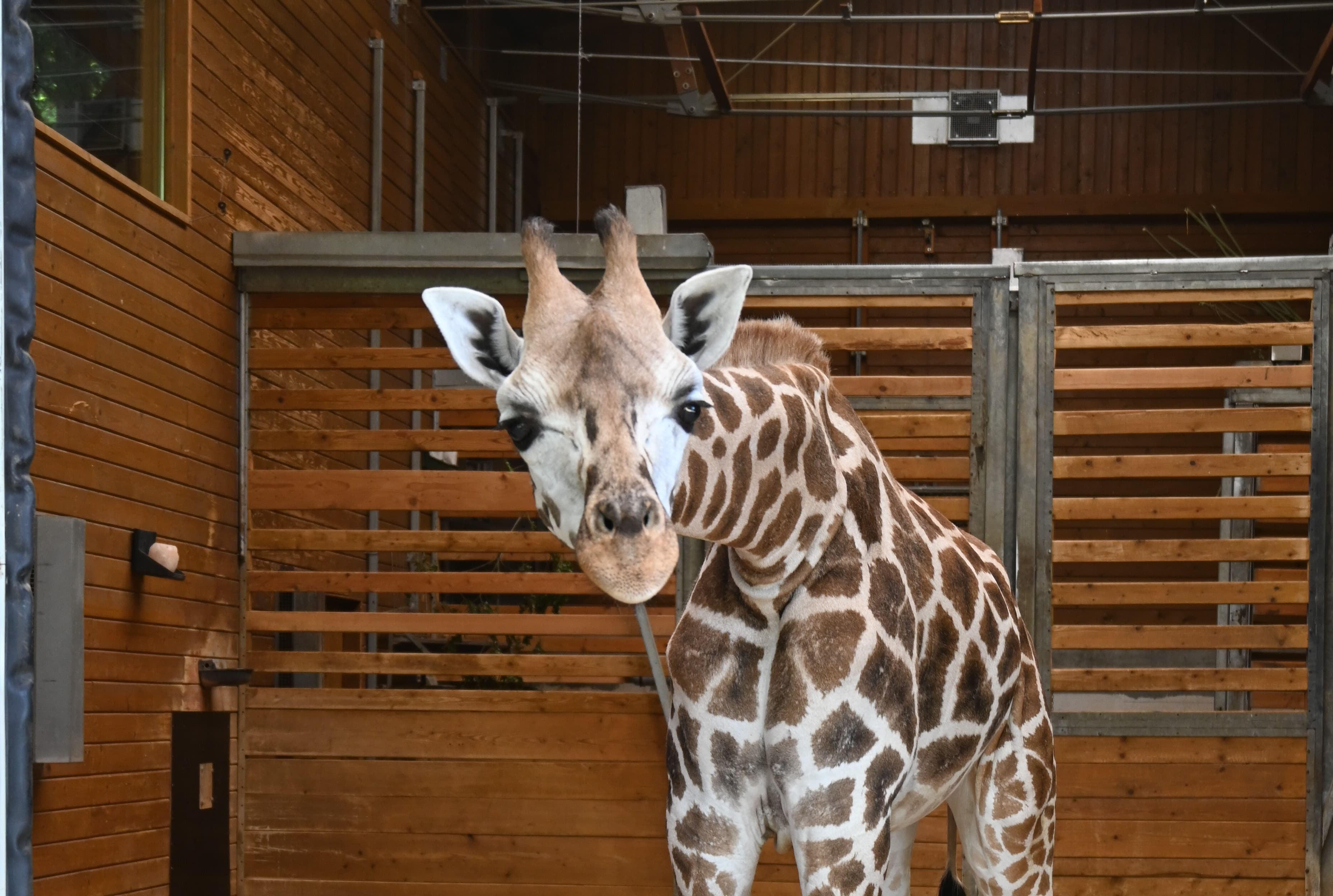 Obišči ZOO Ljubljana in spoznaj žirafo Pietruško!