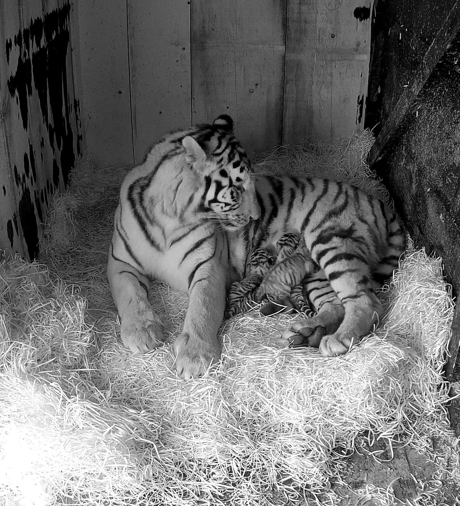 V ZOO Ljubljana so se skotili trije mladiči sibirskega tigra