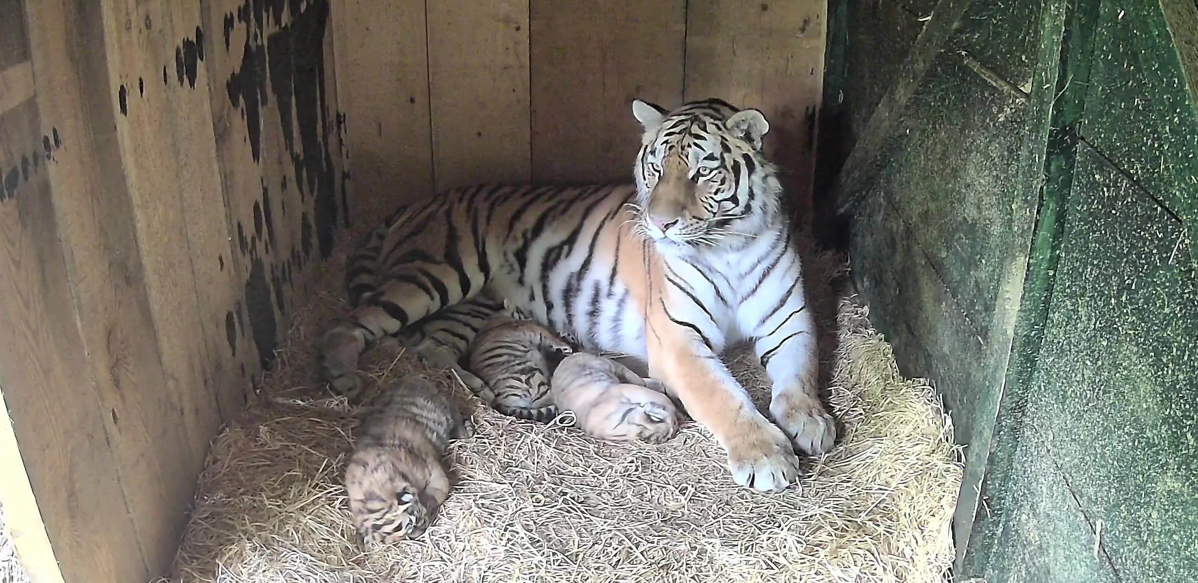 V ZOO Ljubljana so se skotili trije mladiči sibirskega tigra