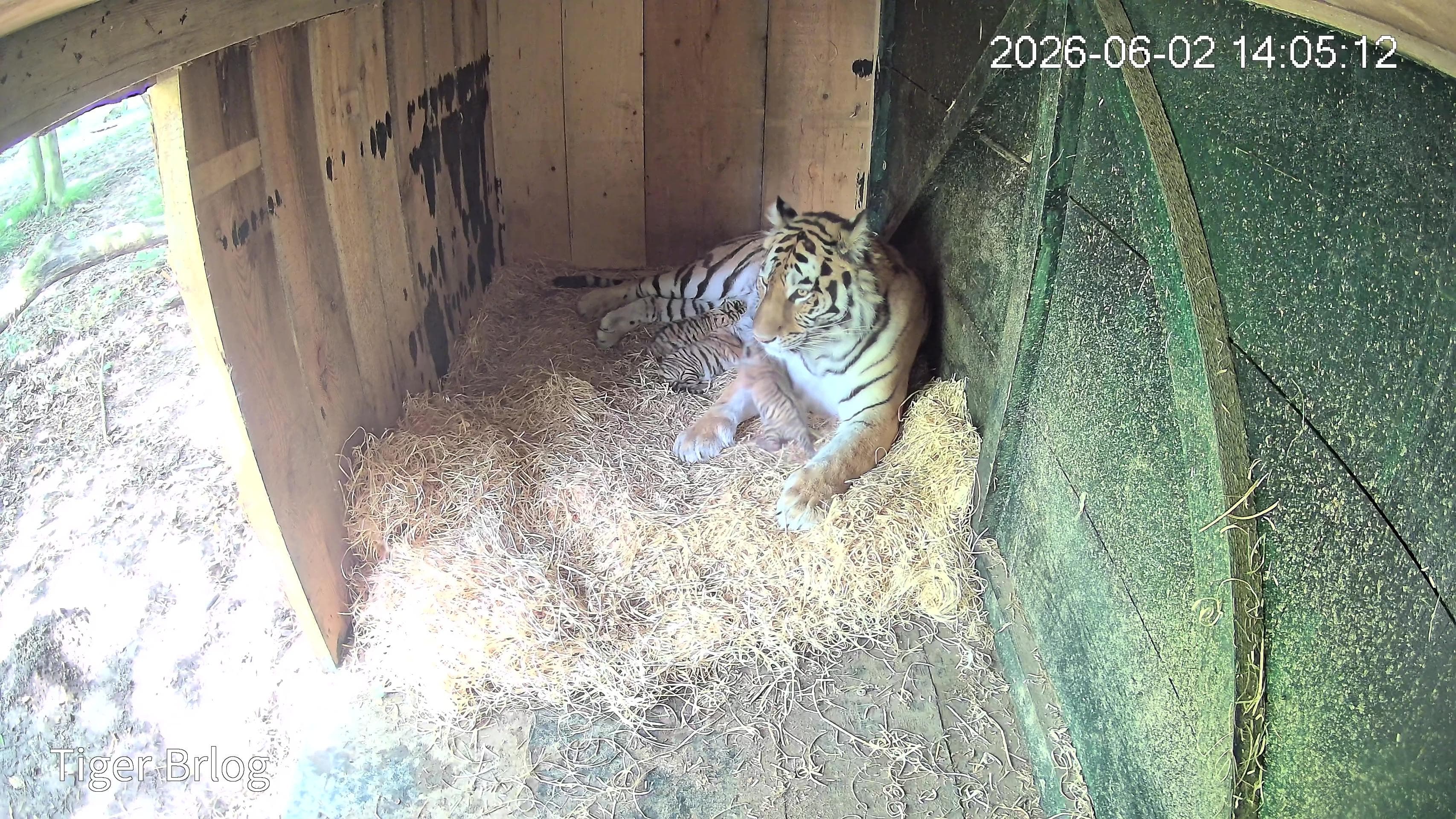 Sporočilo za javnost - V ZOO Ljubljana so se skotili trije mladiči sibirskega tigra