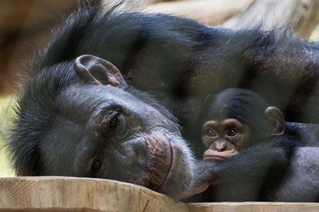 Zahodni šimpanz
