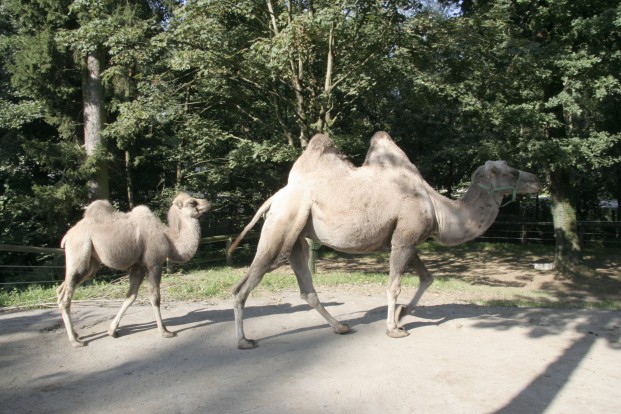 Dvogrba kamela