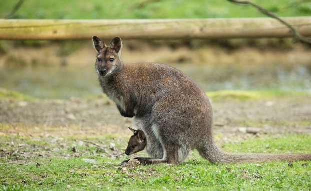 Rdečevrati kenguru