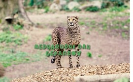 Mednarodni dan gepardov